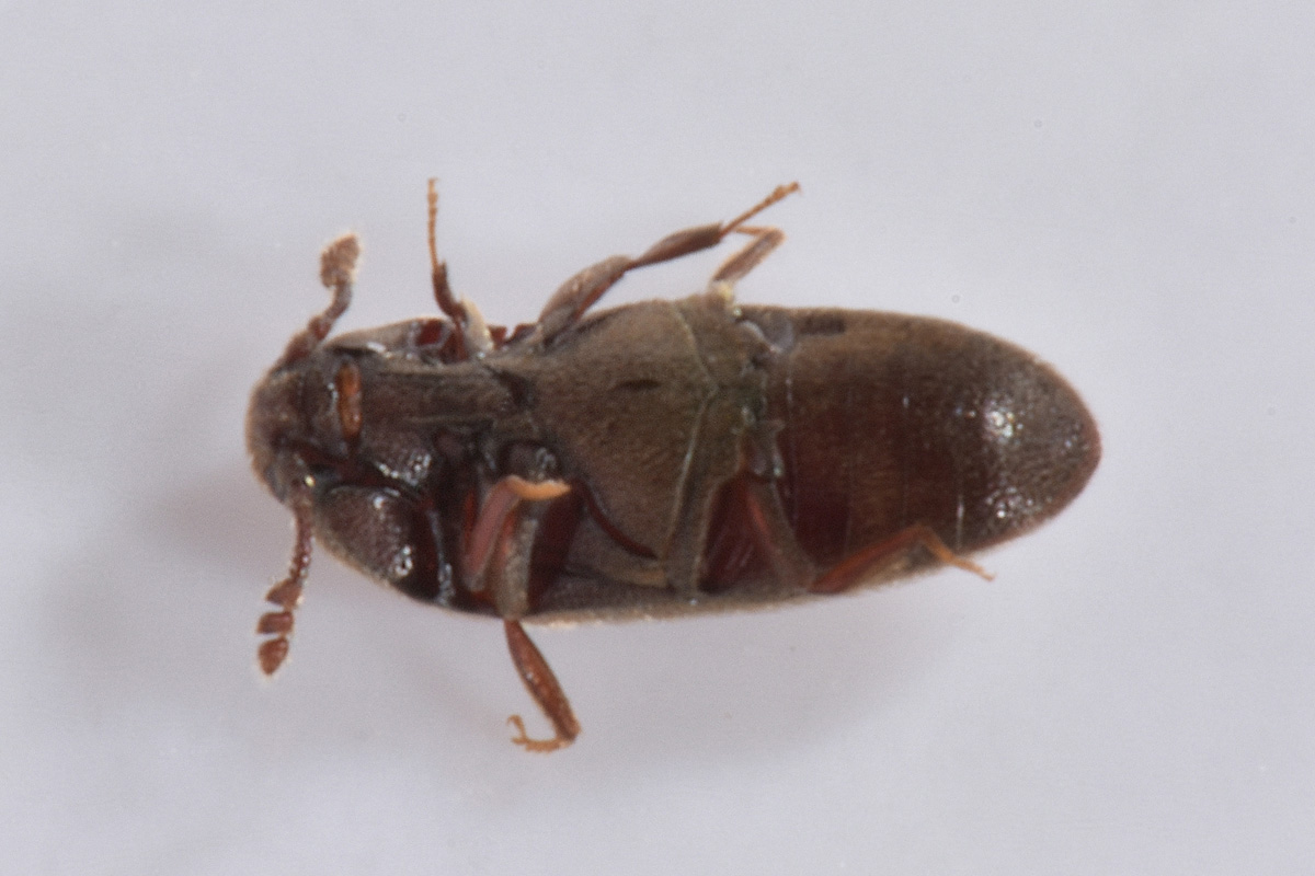 Throscidae: Aulonothroscus cfr. brevicollis
